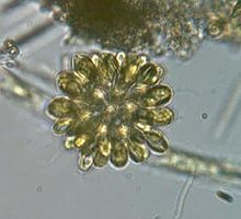 kolonial Protist
