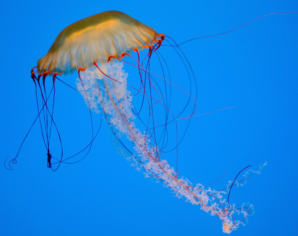 Scyphozoa