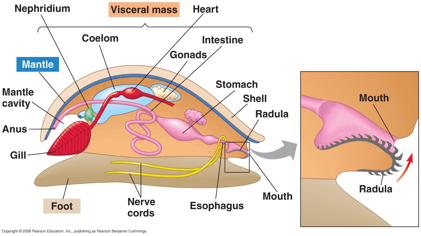 mollusc