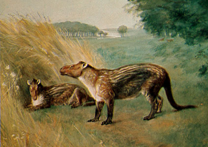 phenacodus
