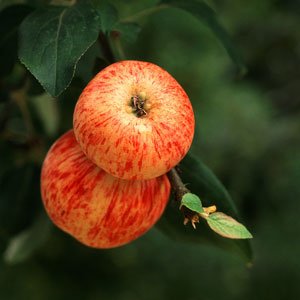 appel