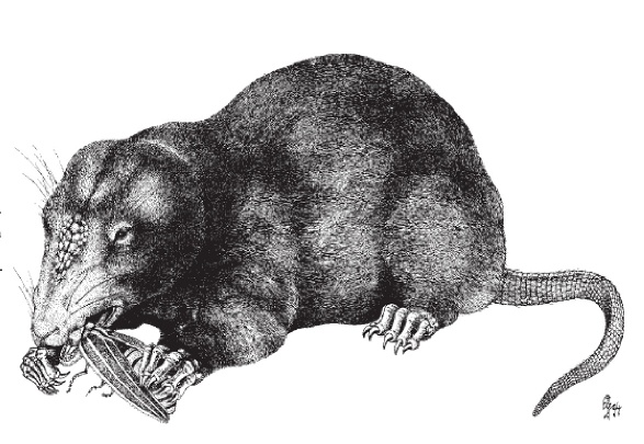 docodonta