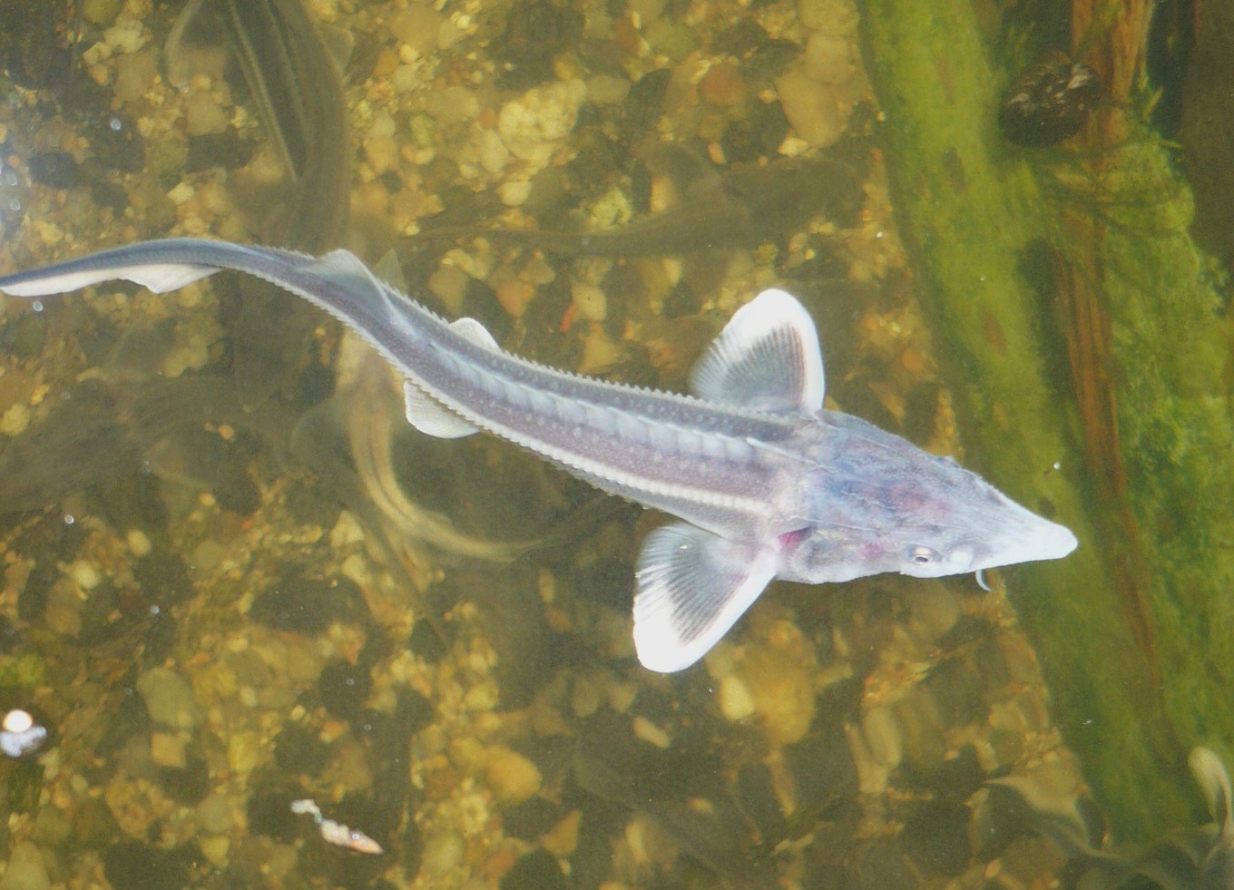 chondrostei