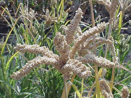 millet