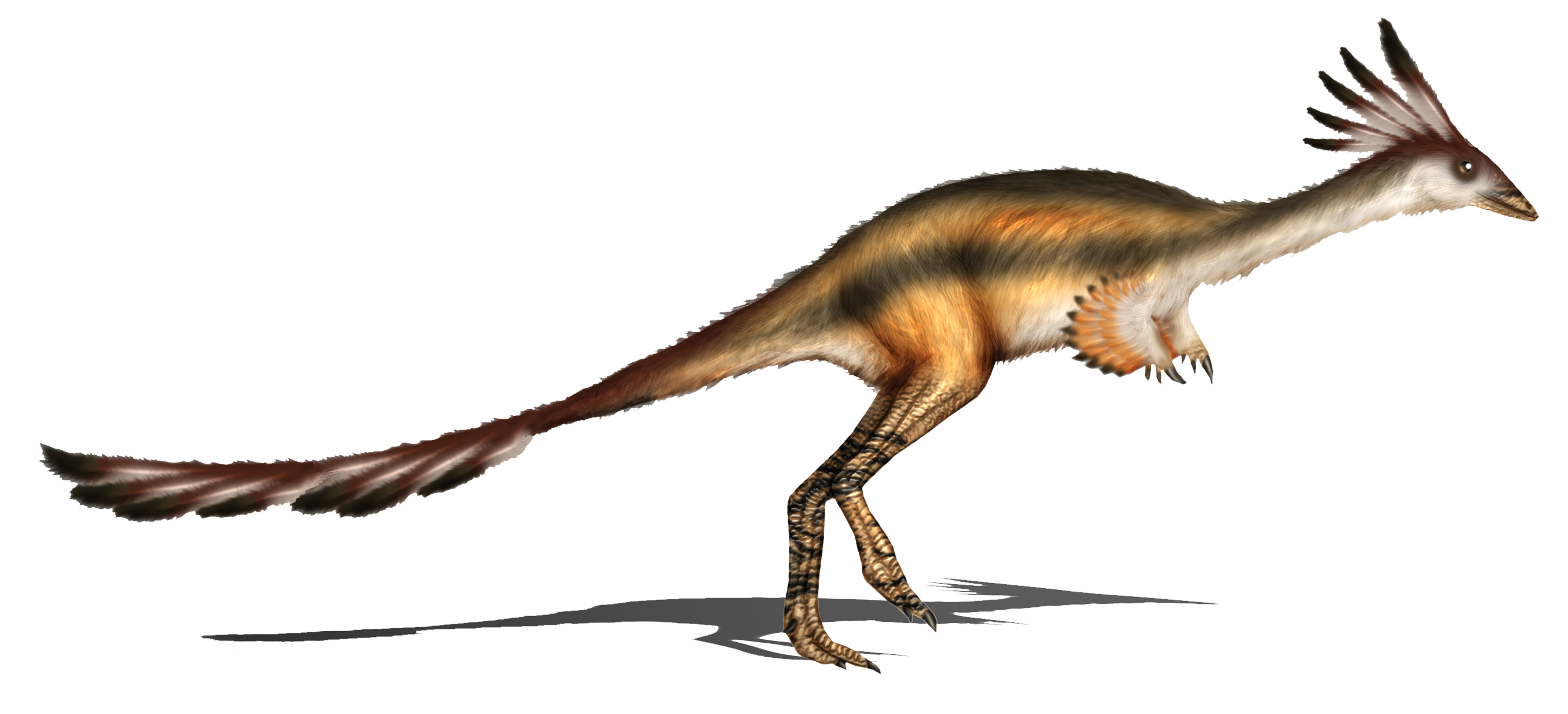 Alvarezsaurus calvoi