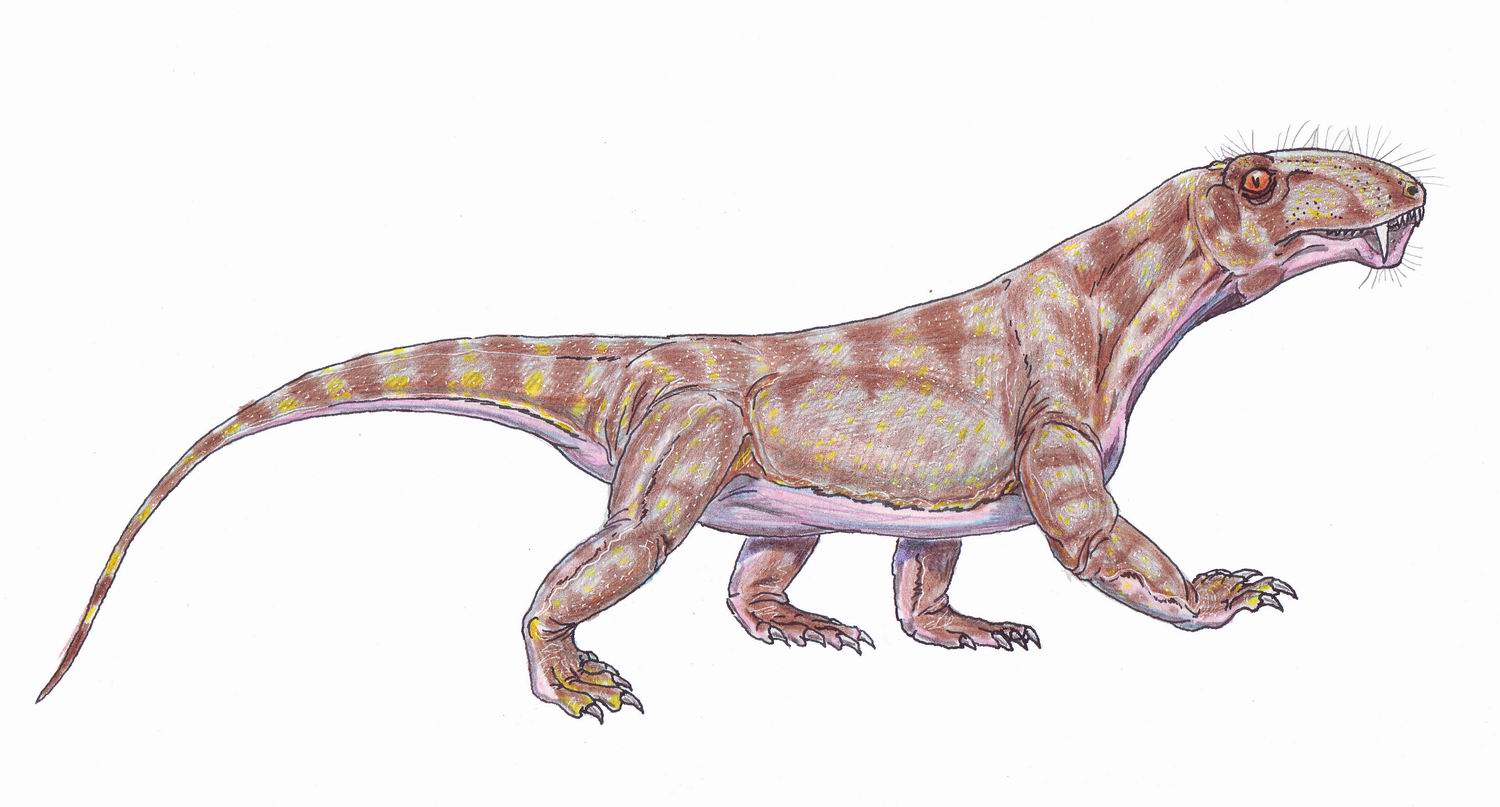 Biarmosuchia (Biarmosuchus)