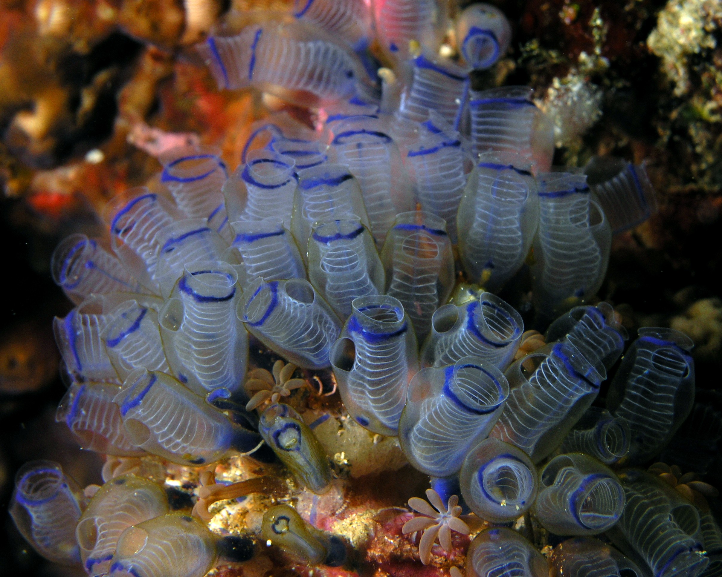 Bluebell_tunicates