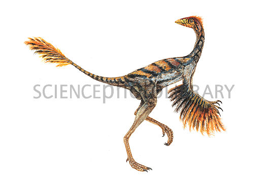 protarchaeopteryx