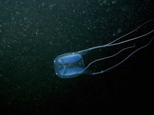 Carybdea marsupialis