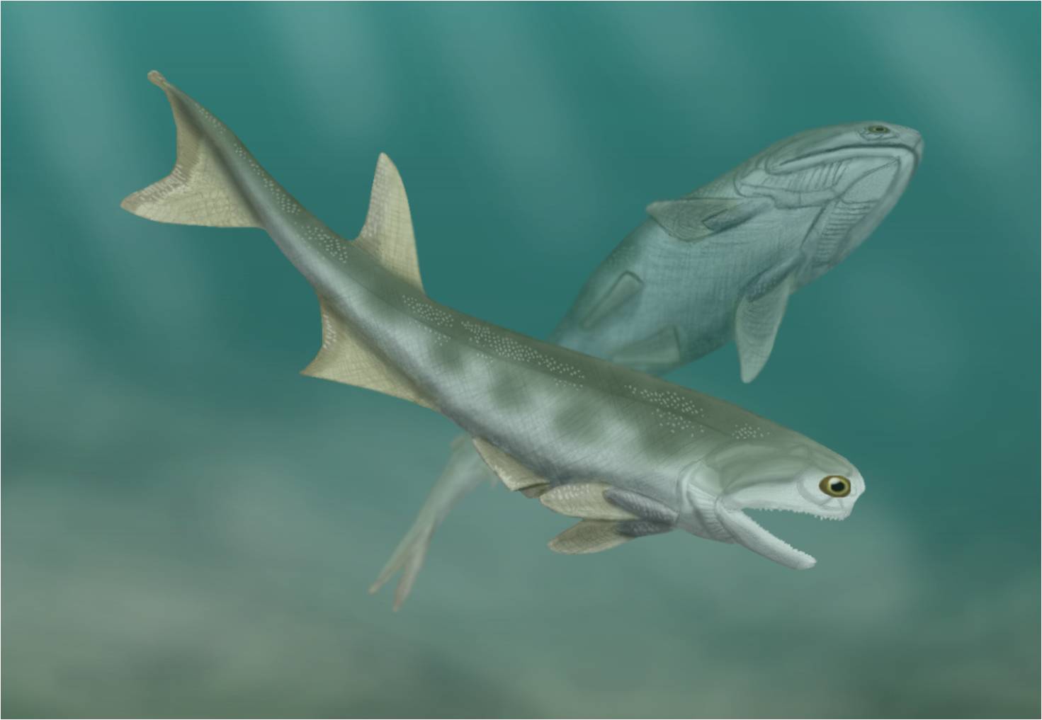 Cheirolepis.jpg