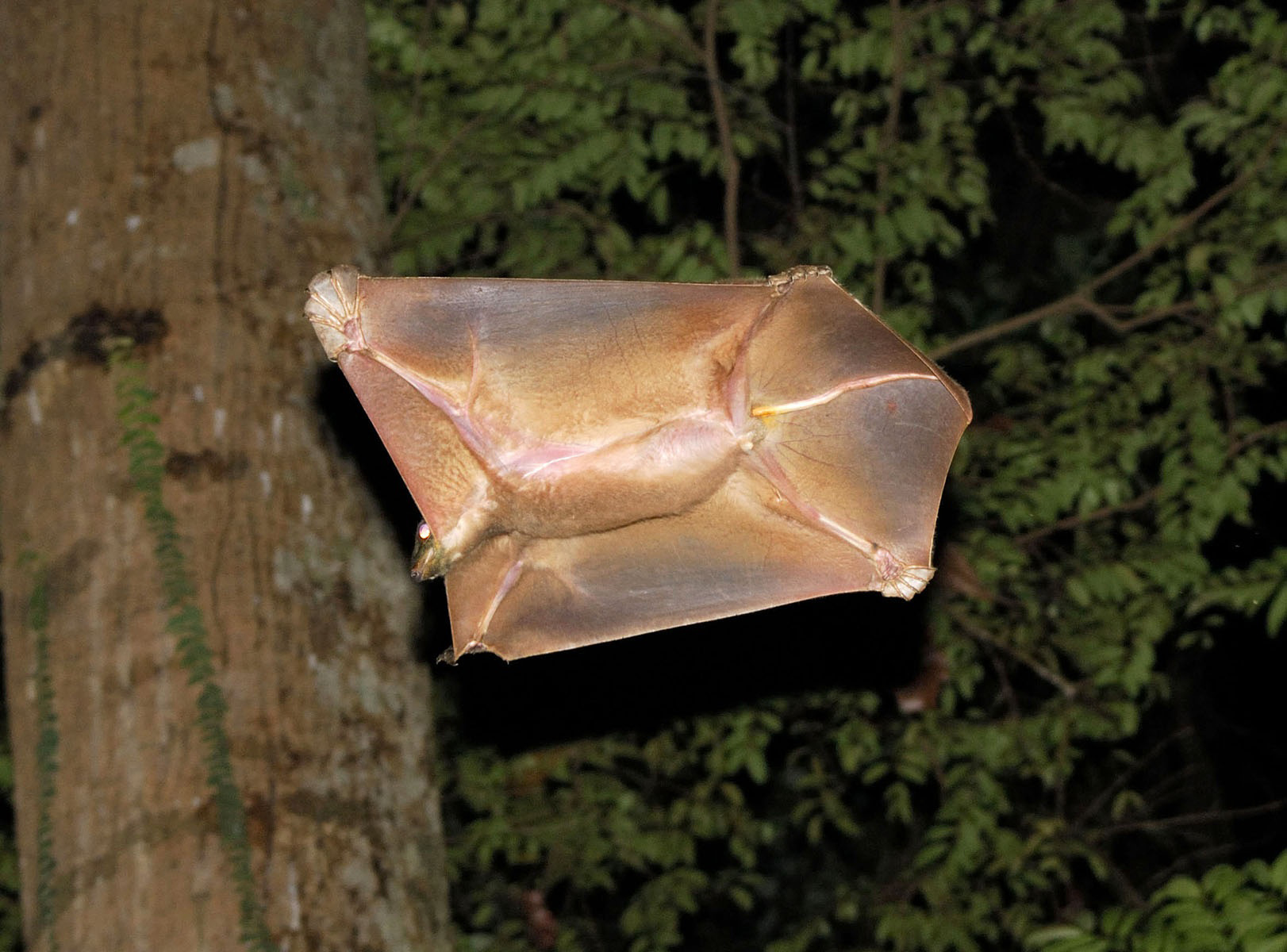 Colugo
