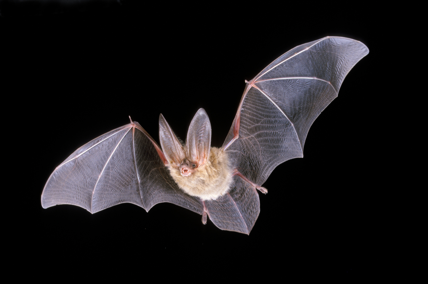 Corynorhinustownsendiiflying