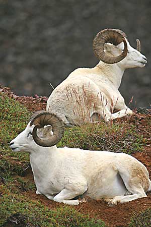 sheep