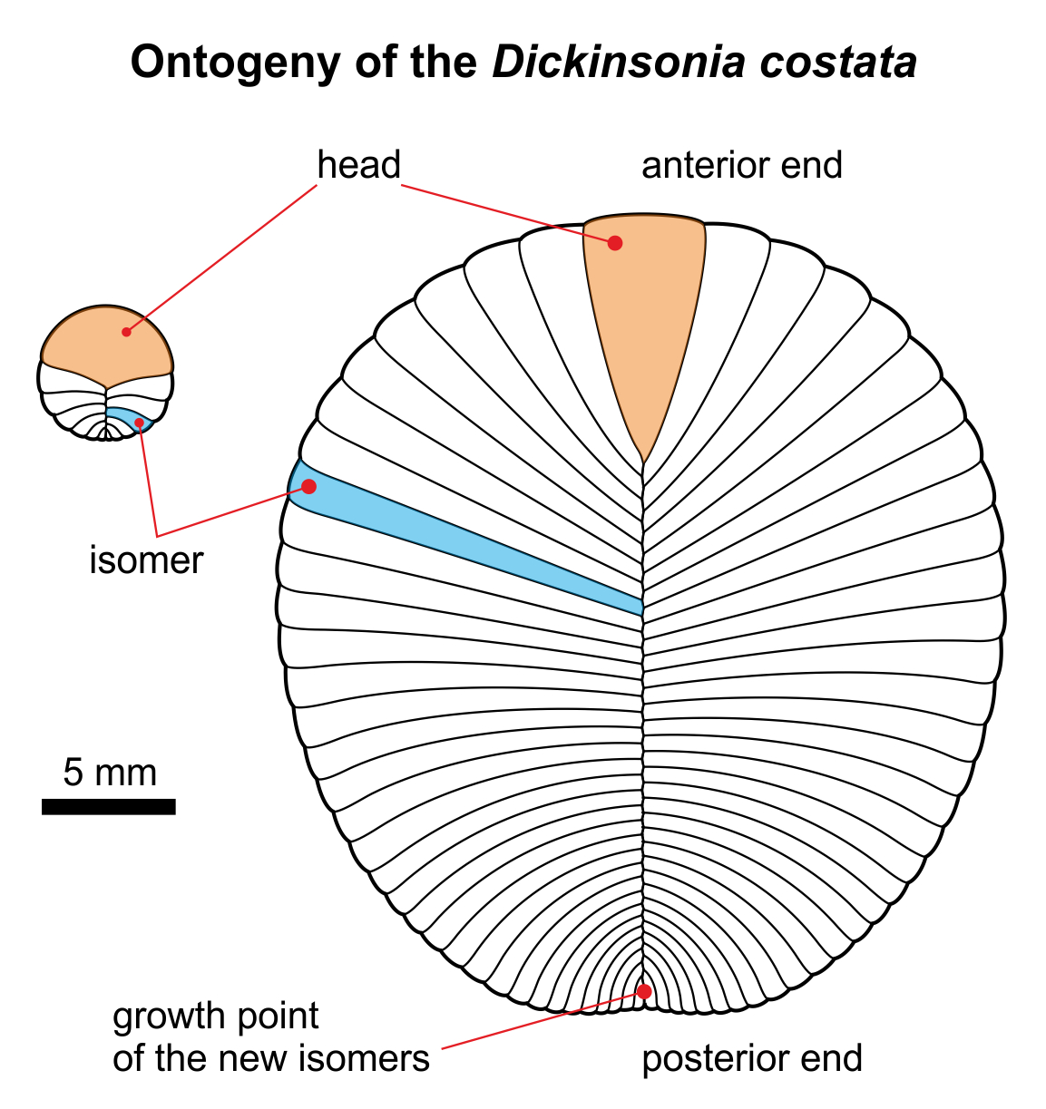 dickensonia