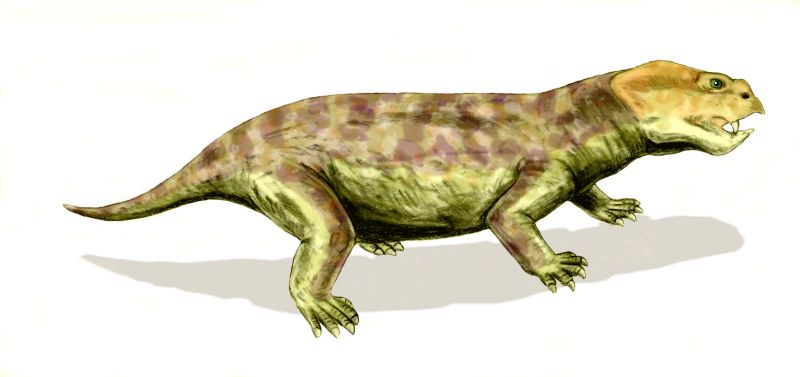 neotherapsida (Eodicynodon)