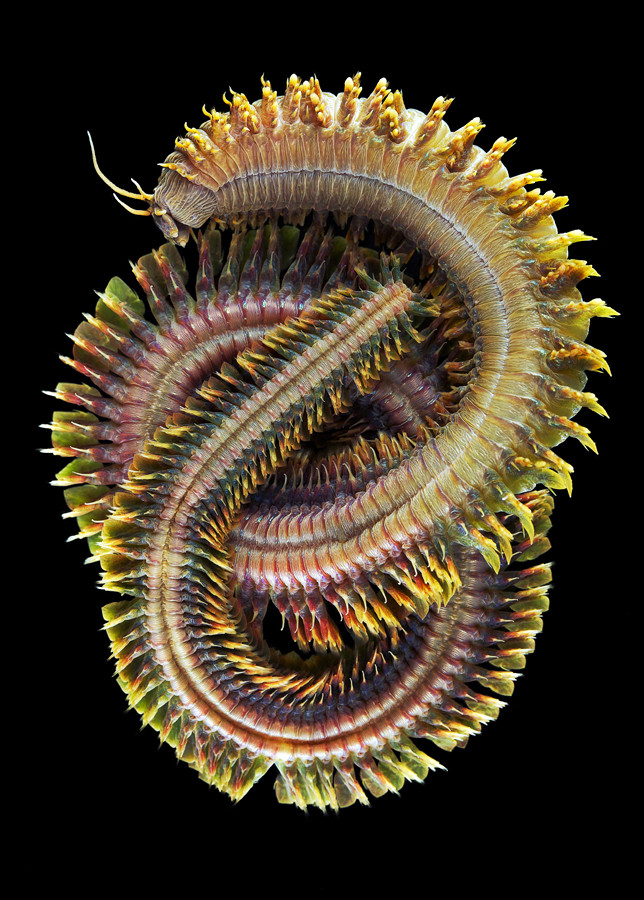 polychaeta