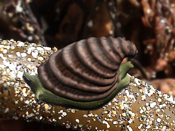 Helcionellid