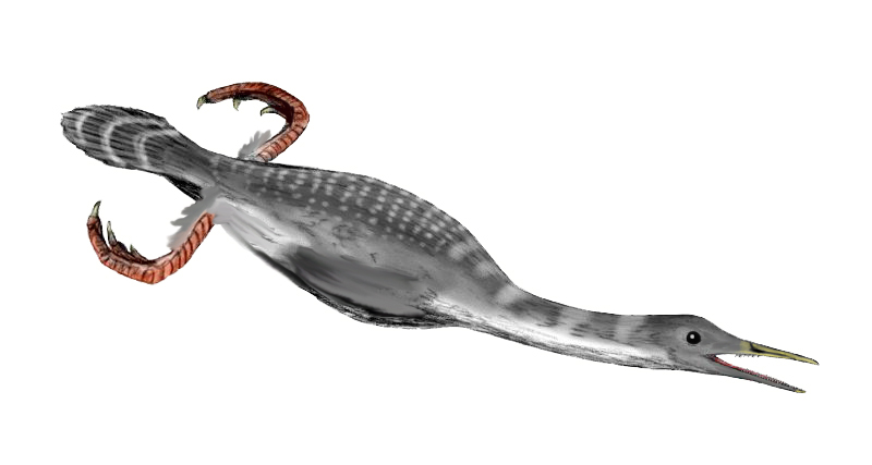 hesperornis