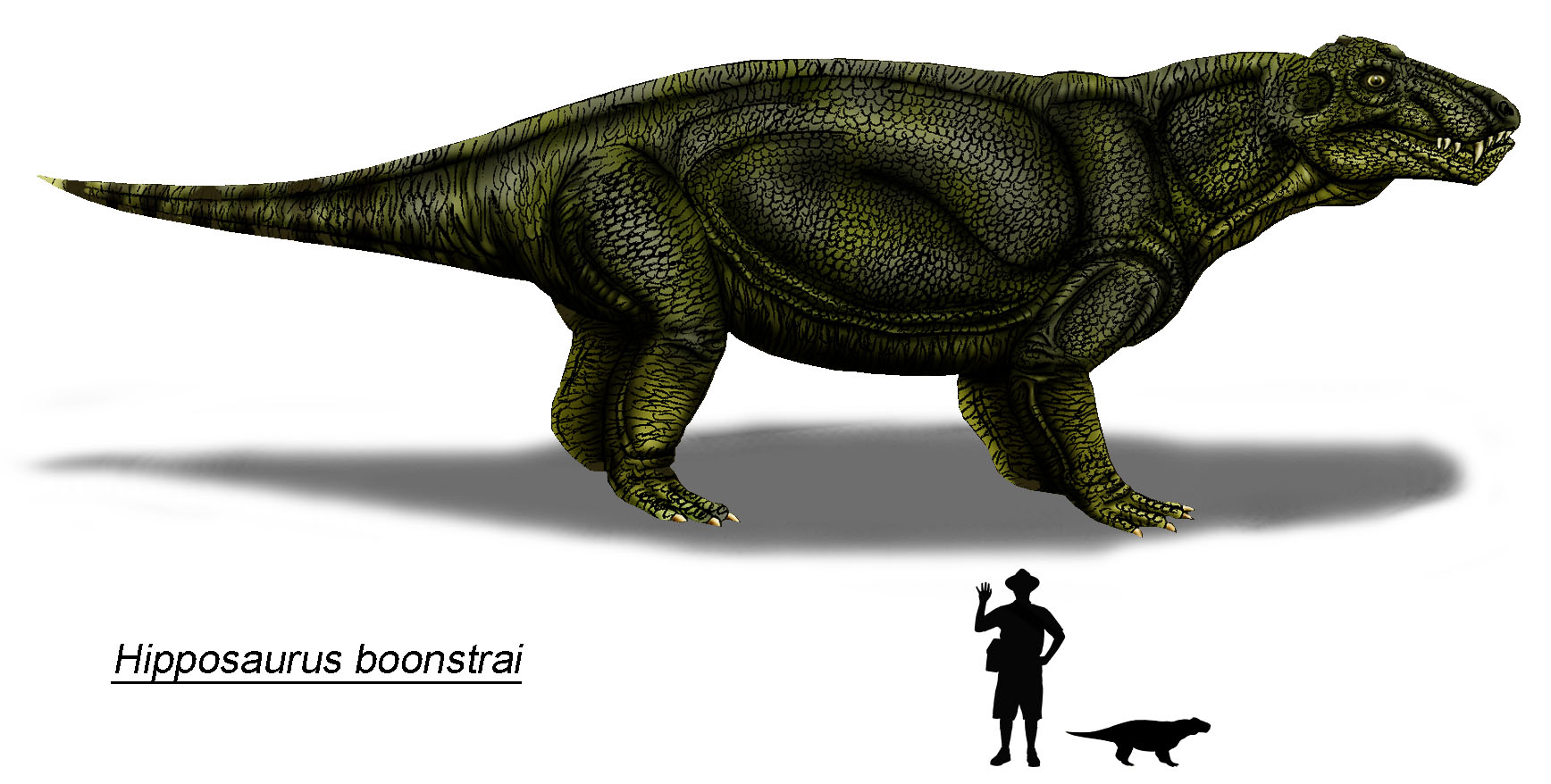 Eotitanosuchus (Hipposaurus_boonstrai)