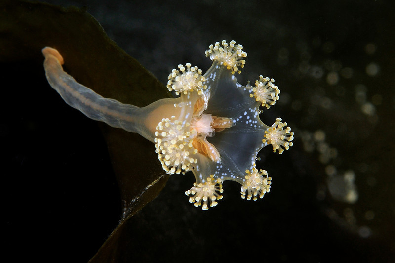 Stauromedusae