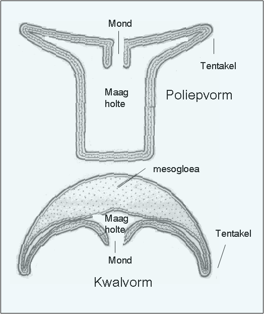 kwal / poliep