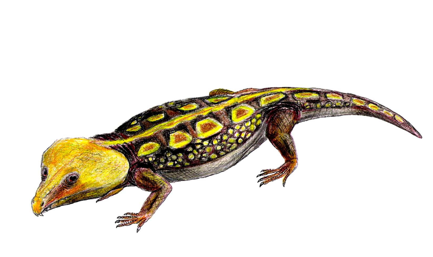 Labidosaurus