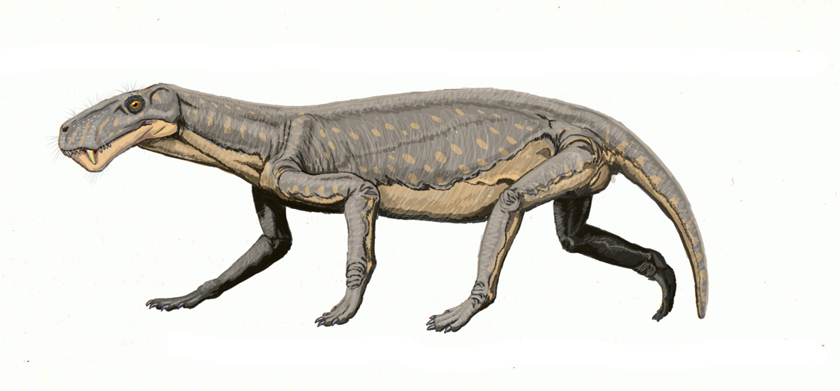 Gorgonopsia, (Lycaenops)