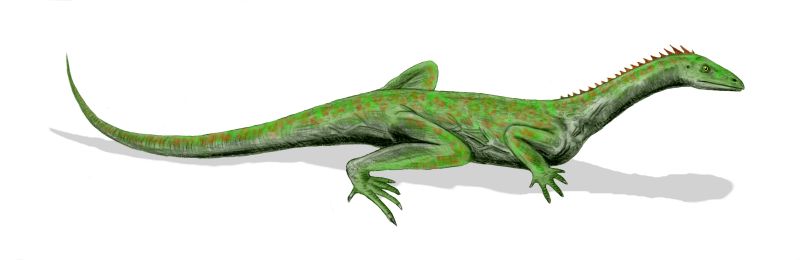 Macrocnemus