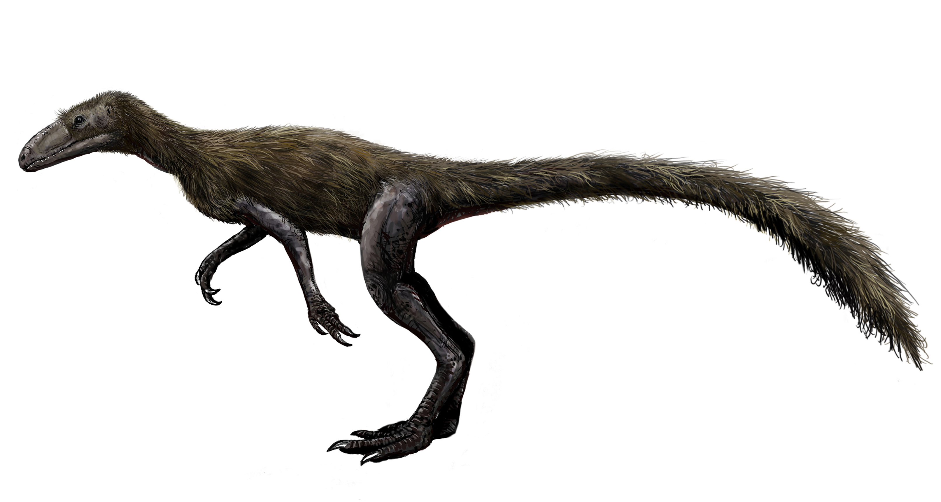 Marasuchus
