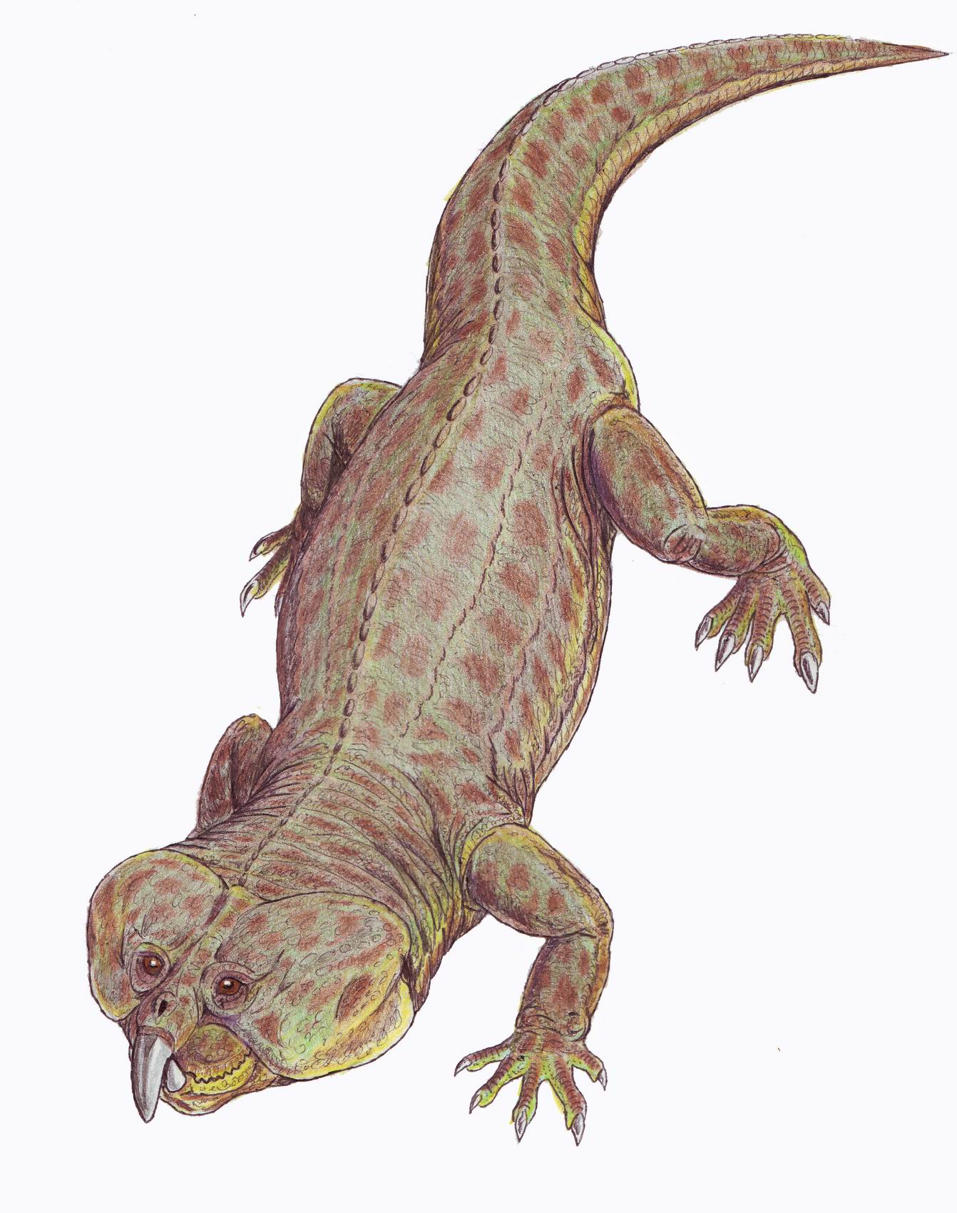 Paradapedon