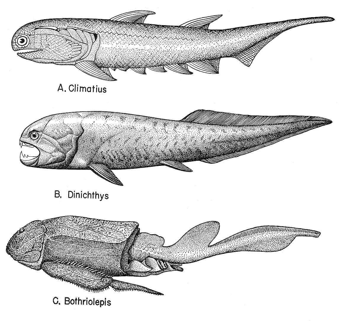 Ostracoderms