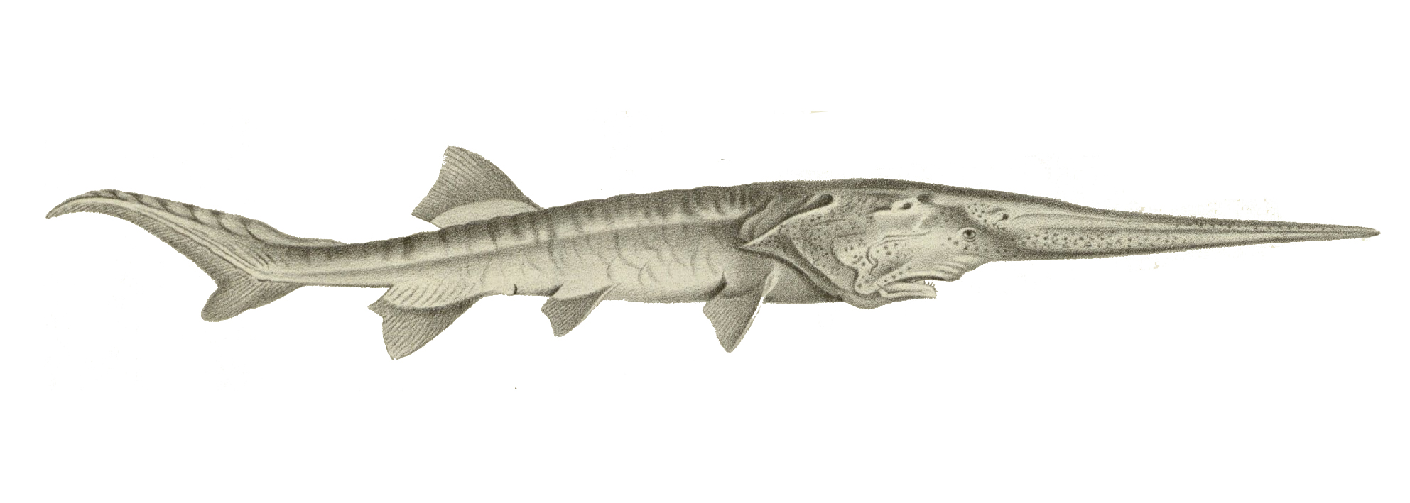 Psephurus_gladius