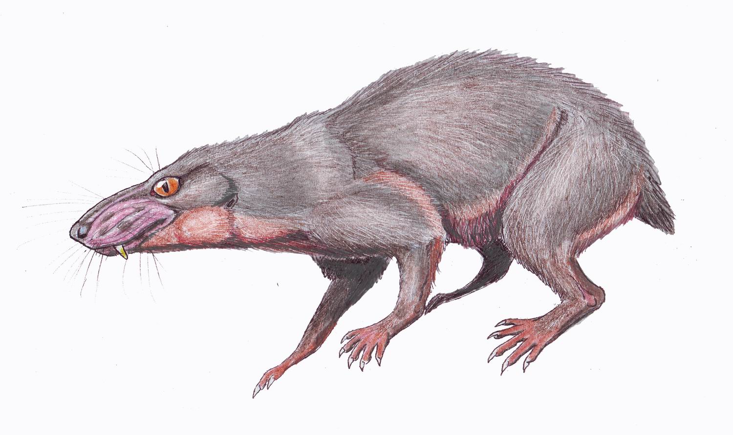 Regisaurus