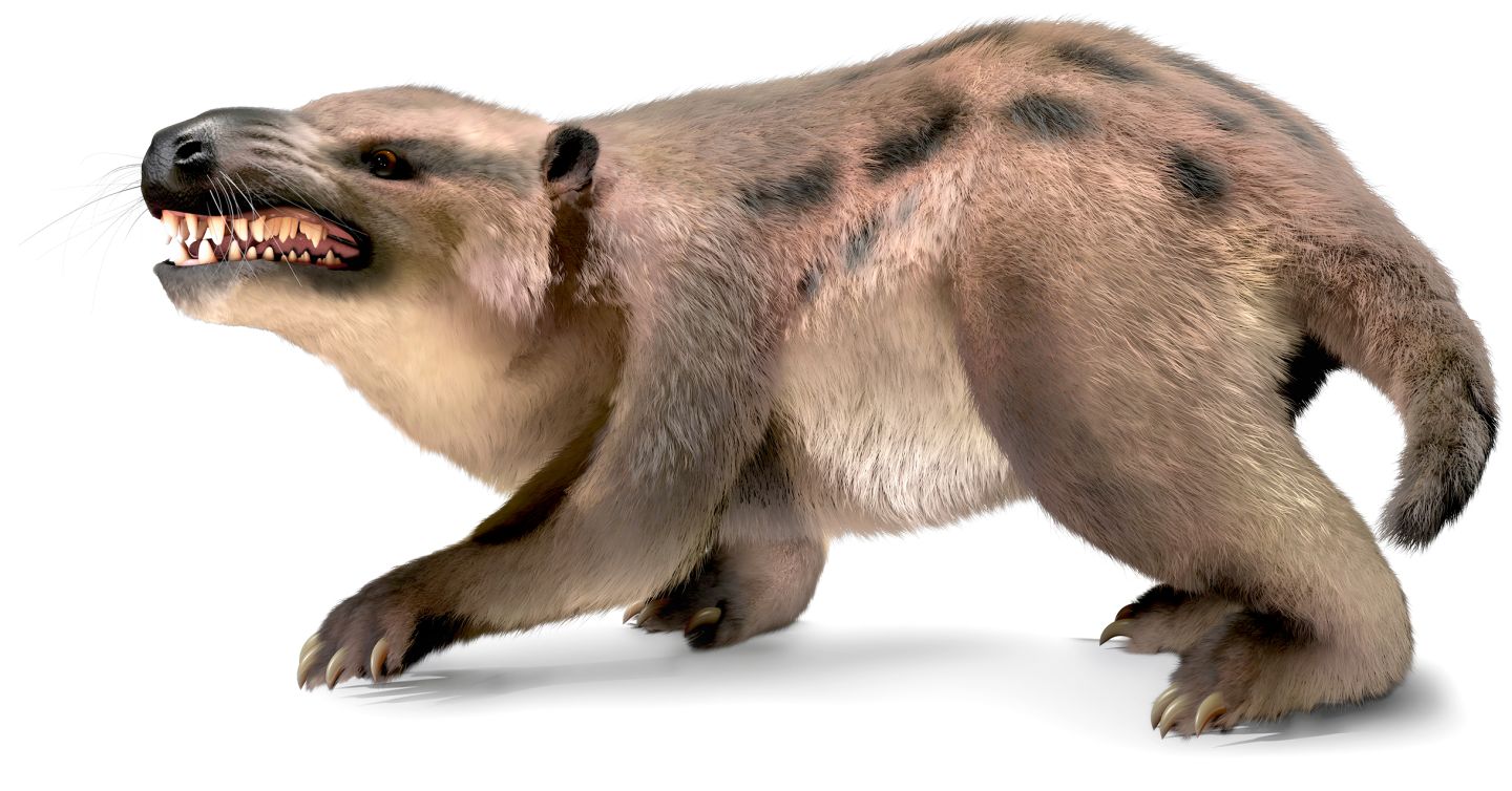 Reponomamus