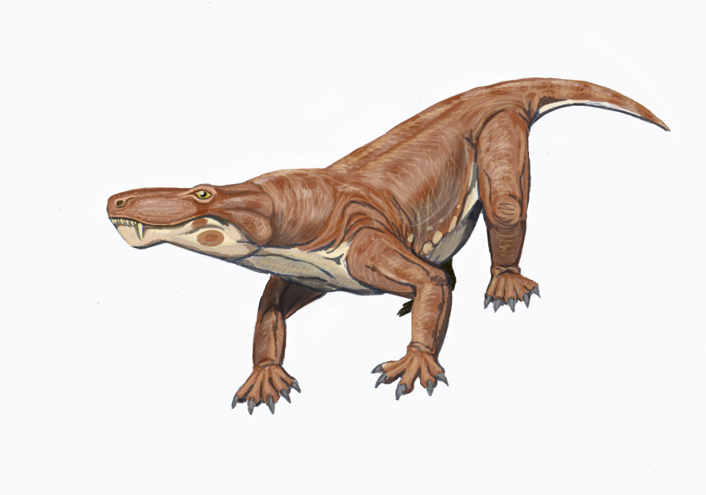 Therocephalia (Scylacosaurus)