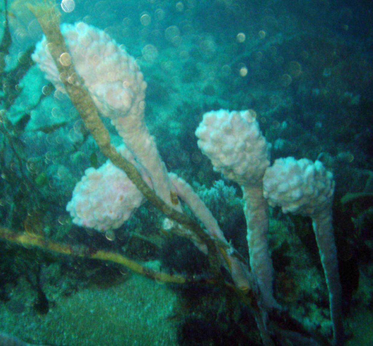 Sea-tulip