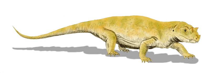 Tetraceratops