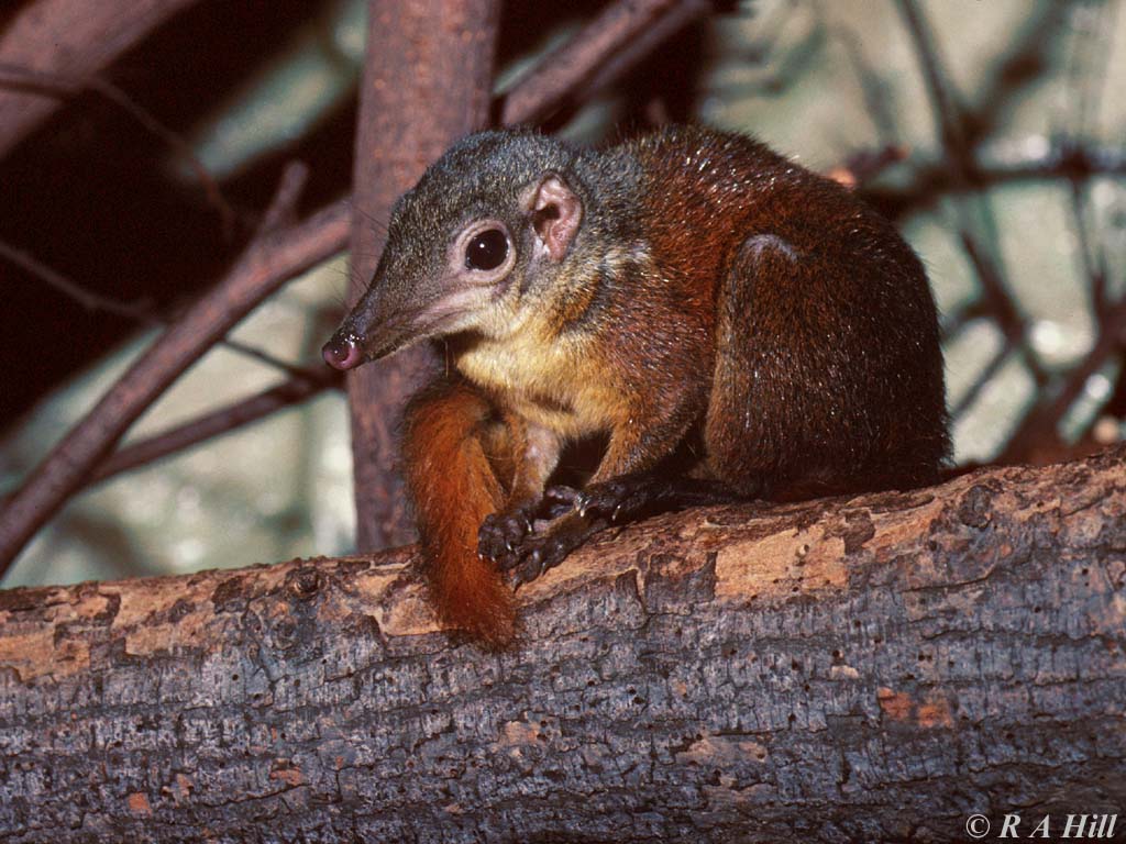tupaia