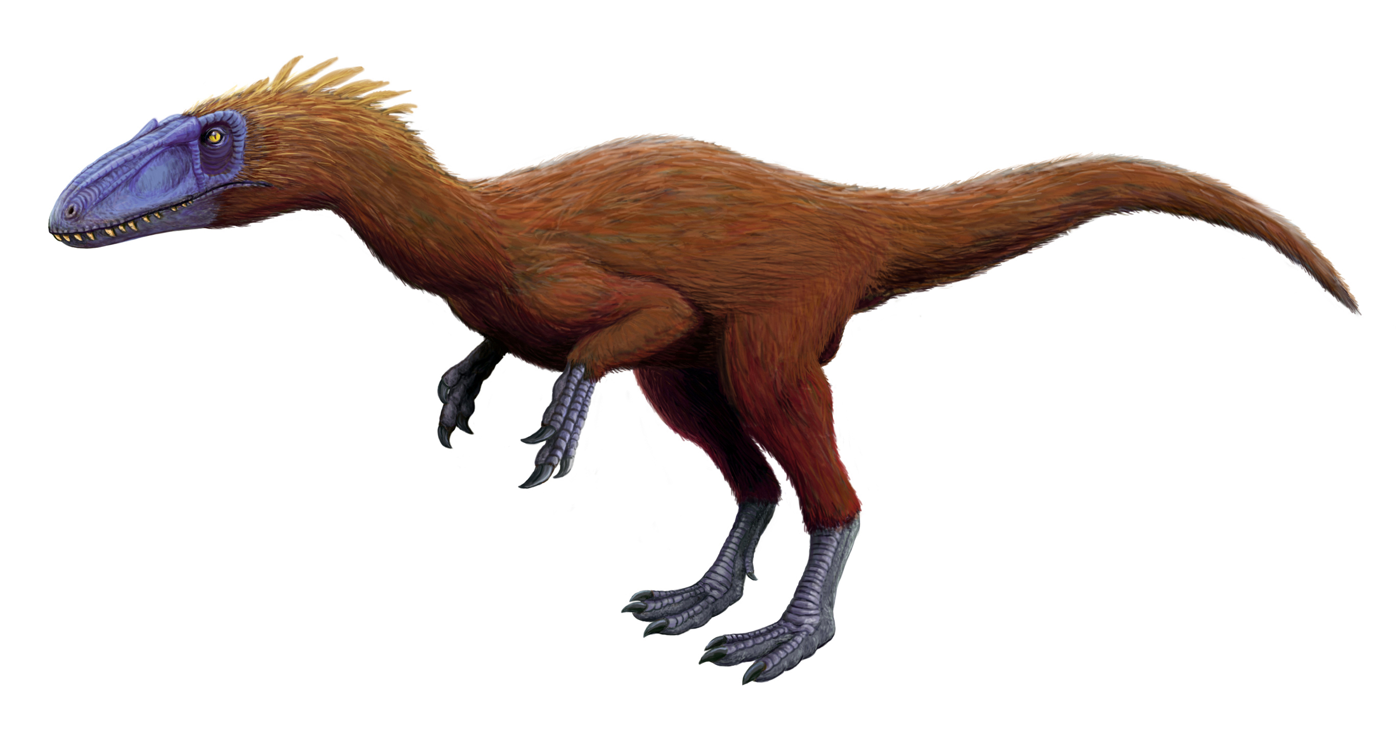 coelurosauria