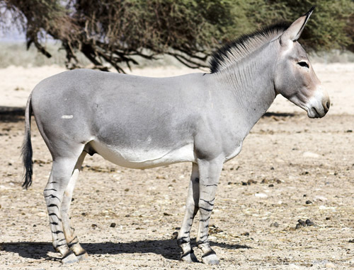 donkey