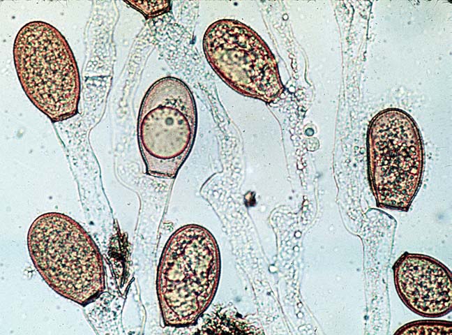 Allomyces