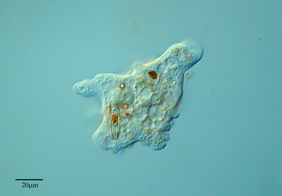 amoebae