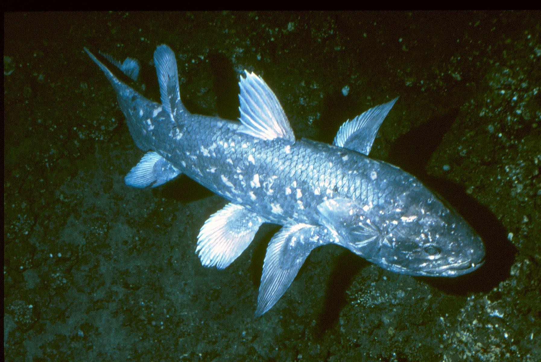 lobfinned
