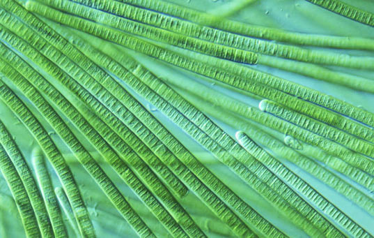 cyano