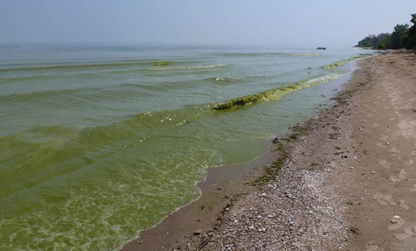 cyano
