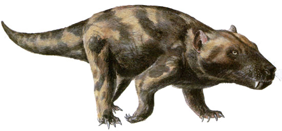 cynognus