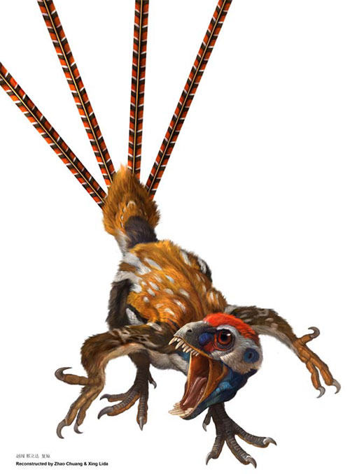 Epidexipteryx