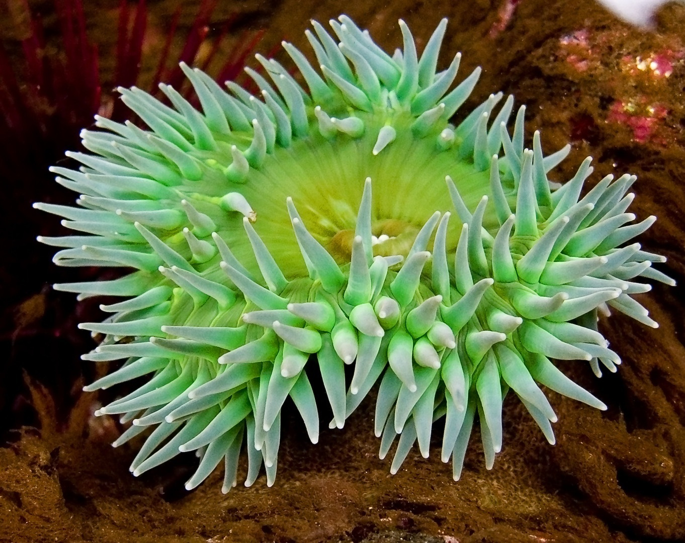 anthazoa