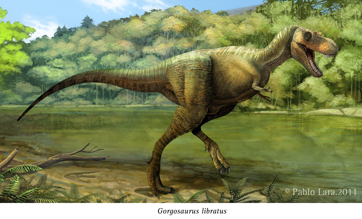 gorgosaurus