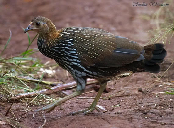 chick